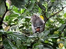 Monkey Forest Sanctuary - Bali Indonesia (22)